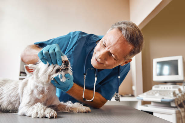 Best Emergency Treatment for Dental Infections or Abscesses in Dana, NC